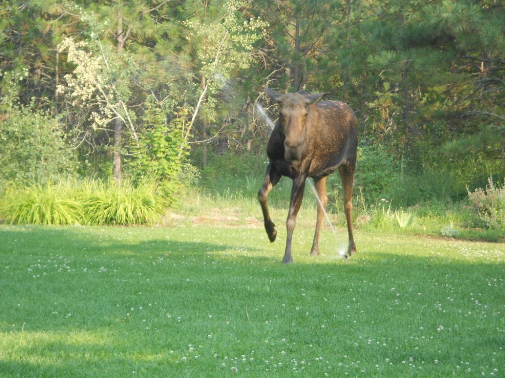 sprinkler moose july 2014 047.JPG