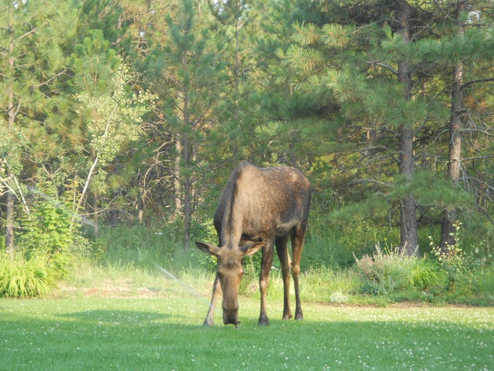 sprinkler moose july 2014 051.JPG