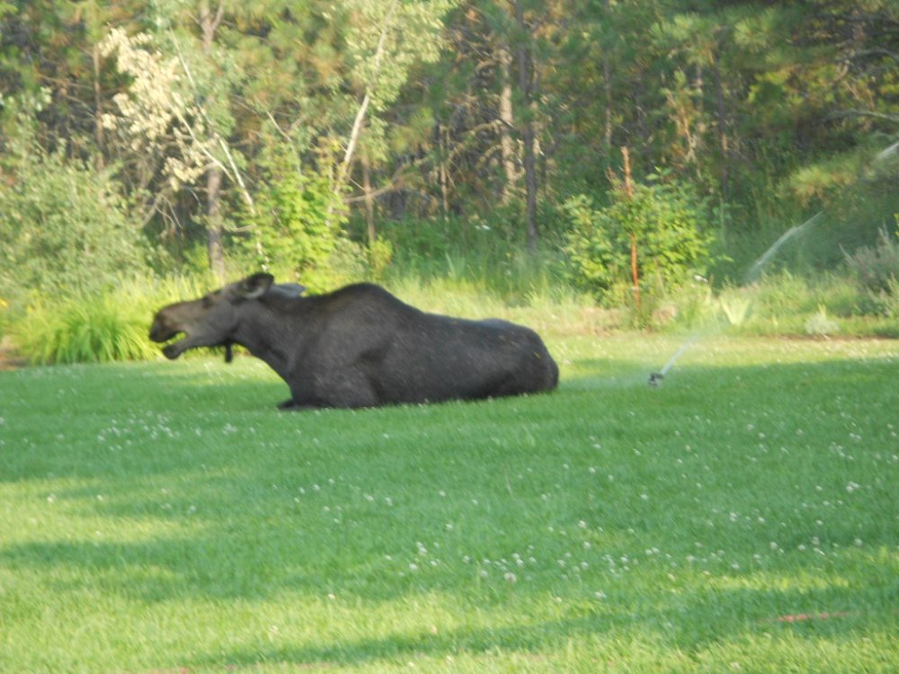 sprinkler moose july 2014 067.JPG