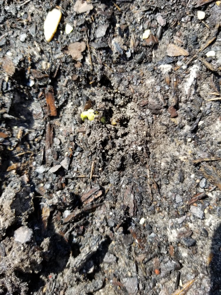 Sprout.jpg