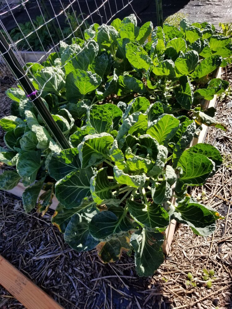 Sprouts.jpg
