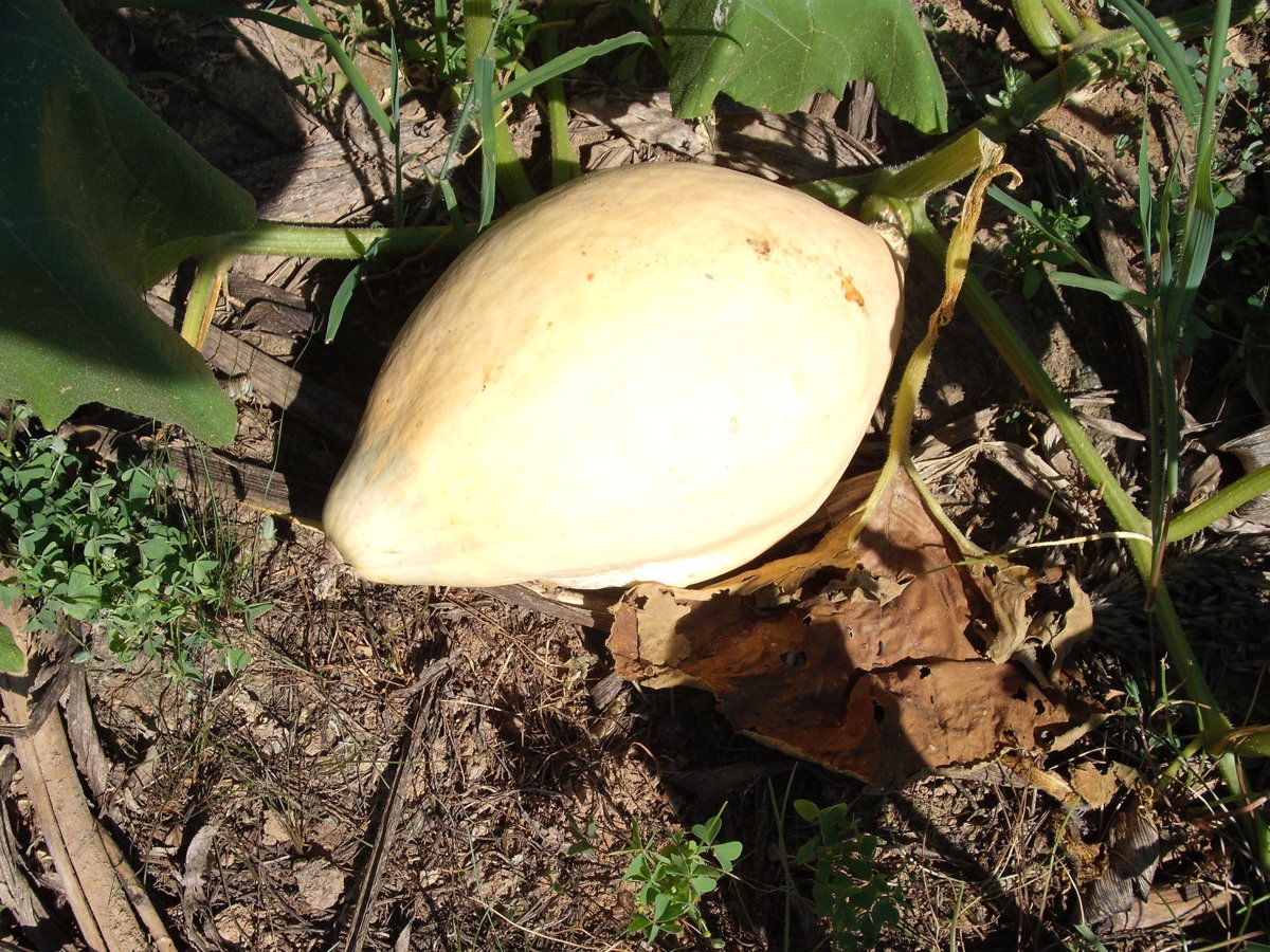 Squash Cross.JPG