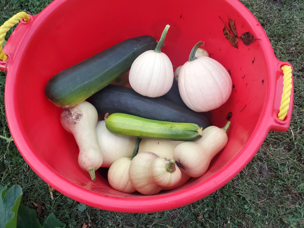 Squash harvest, 10-07-22.jpg