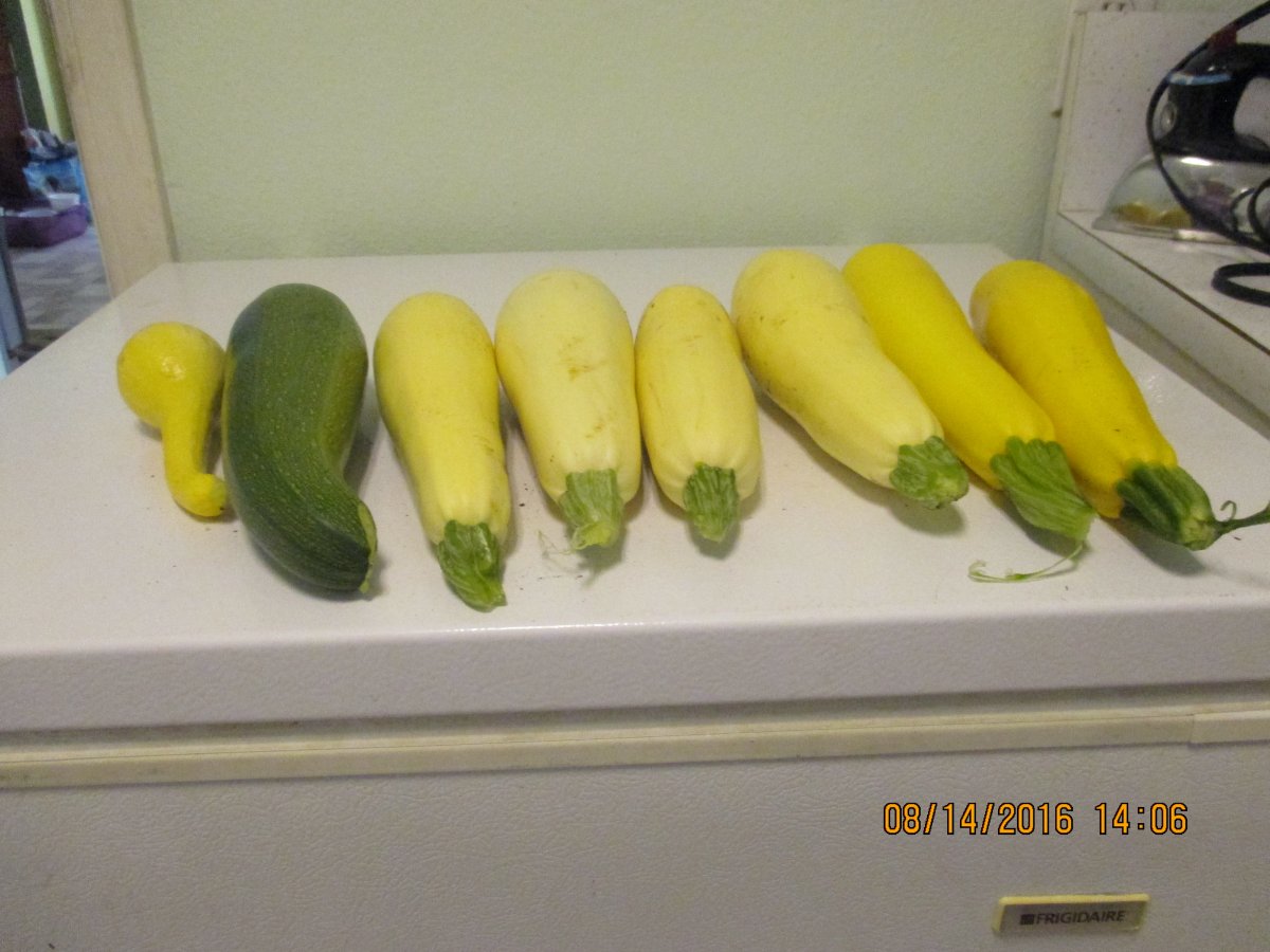 Squash.JPG