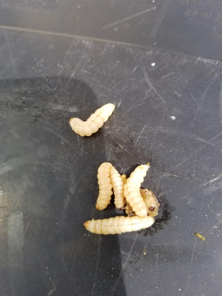 Squash Vine Borers.jpg