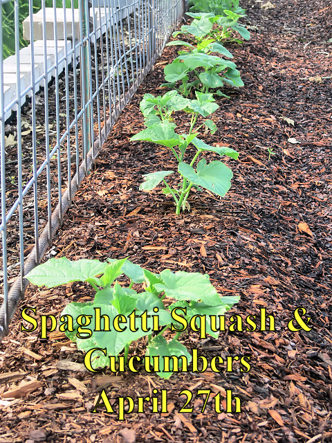 Squash_Cukes_042718.jpg