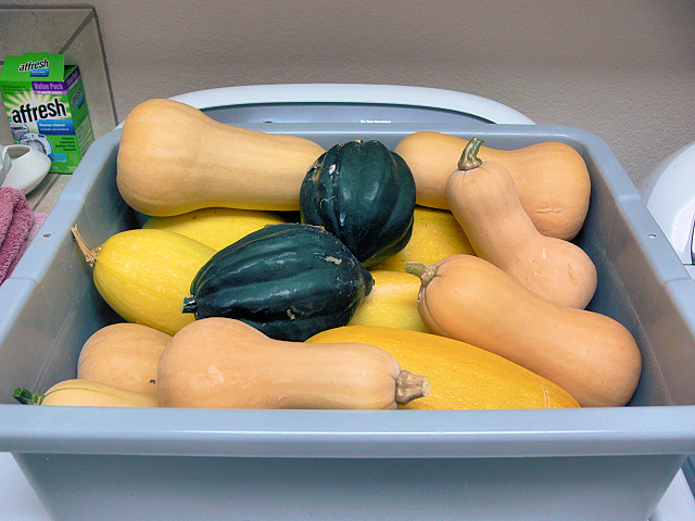 Squash_Harvest_072717.jpg