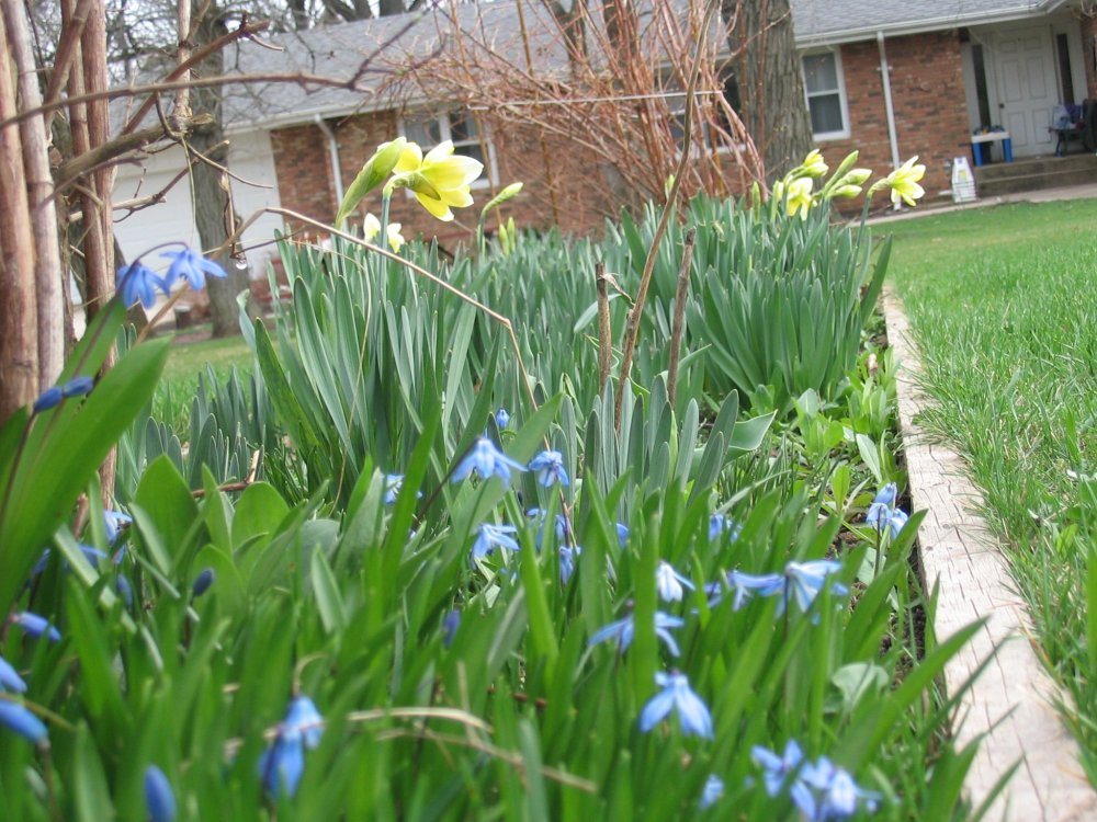 squill:daffies.JPG