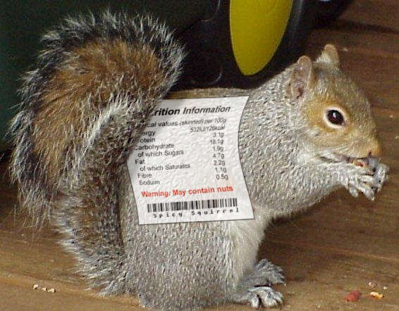 squirrel.png