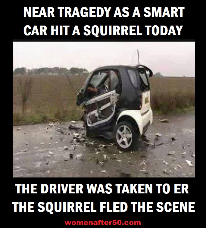 squirrel V car.jpg