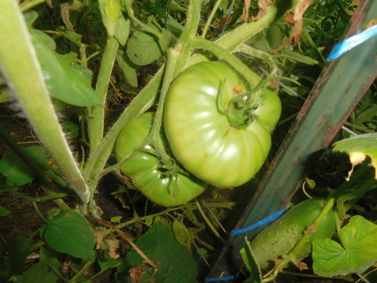 SS garage, tomato thinking about blushing, 08-17-19.jpg