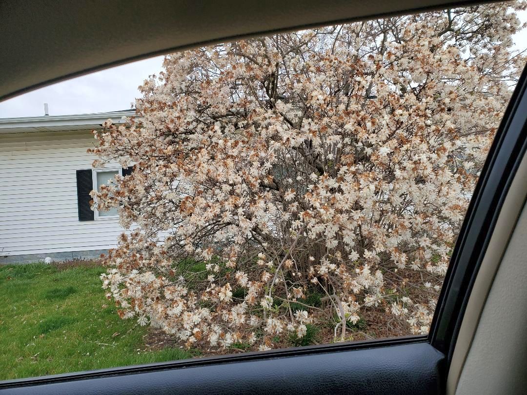 Star Magnolia looking sad, 03-23-24.jpg