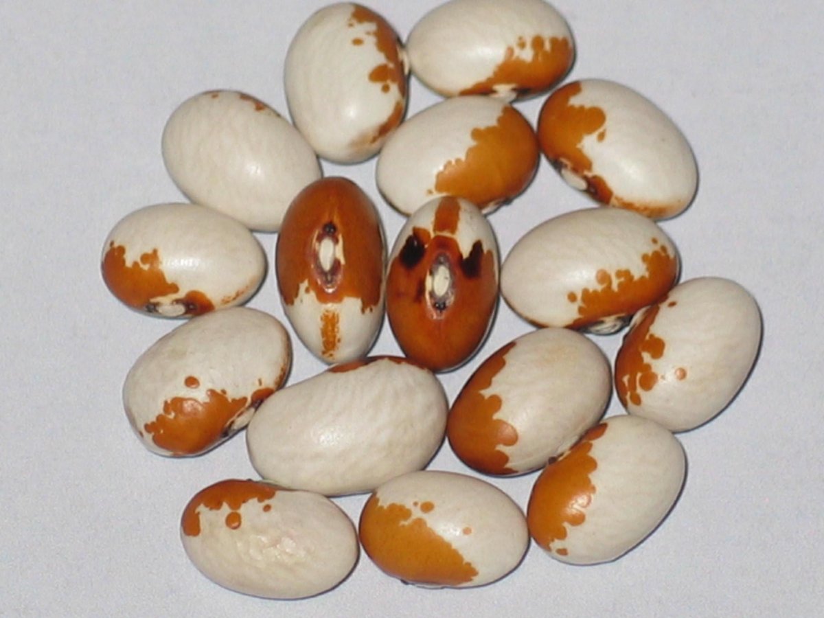 Steuben Yellow Eye.jpg