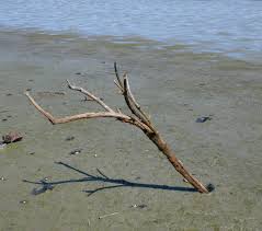 stick.jpeg