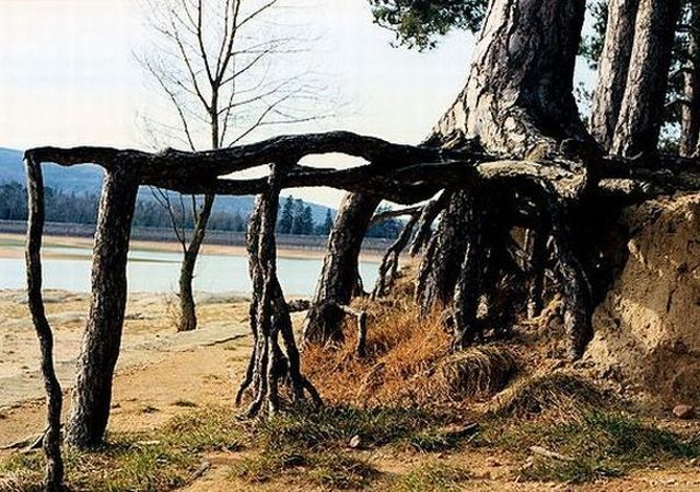 strange_and_funny_trees_47.jpg