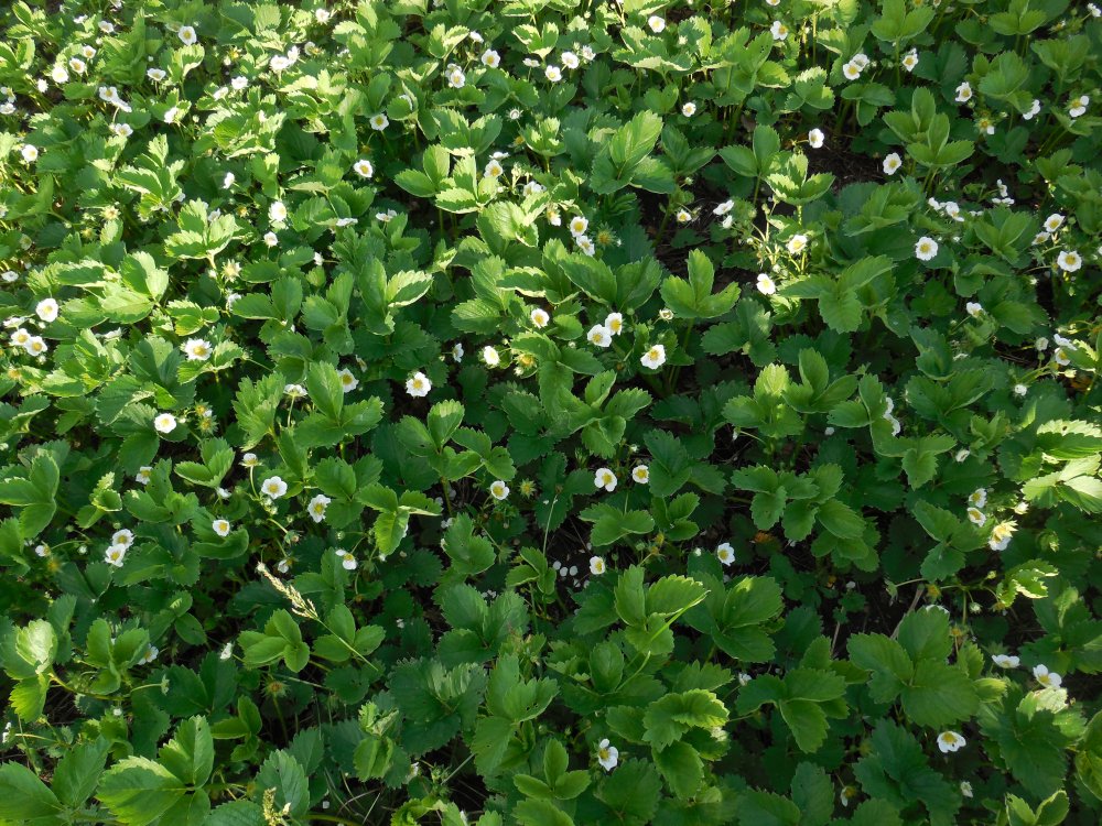 strawberry bed in bloom.JPG