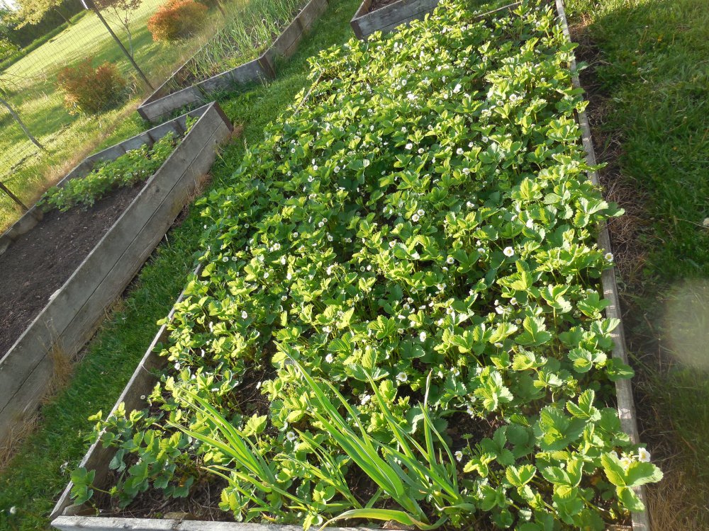 Strawberry bed.JPG