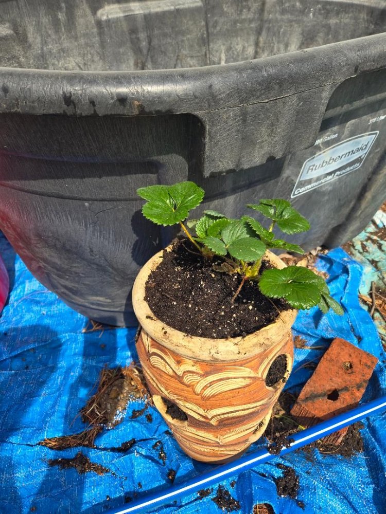Strawberry pot, 03-31-26.jpg