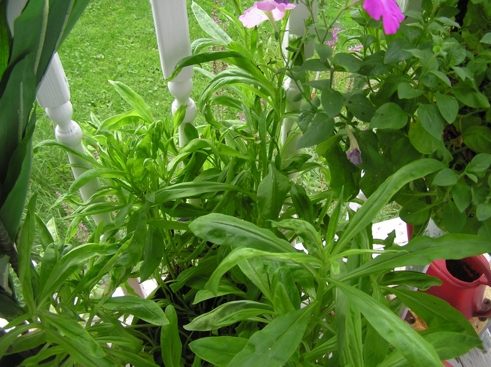 Strawflowers1.JPG