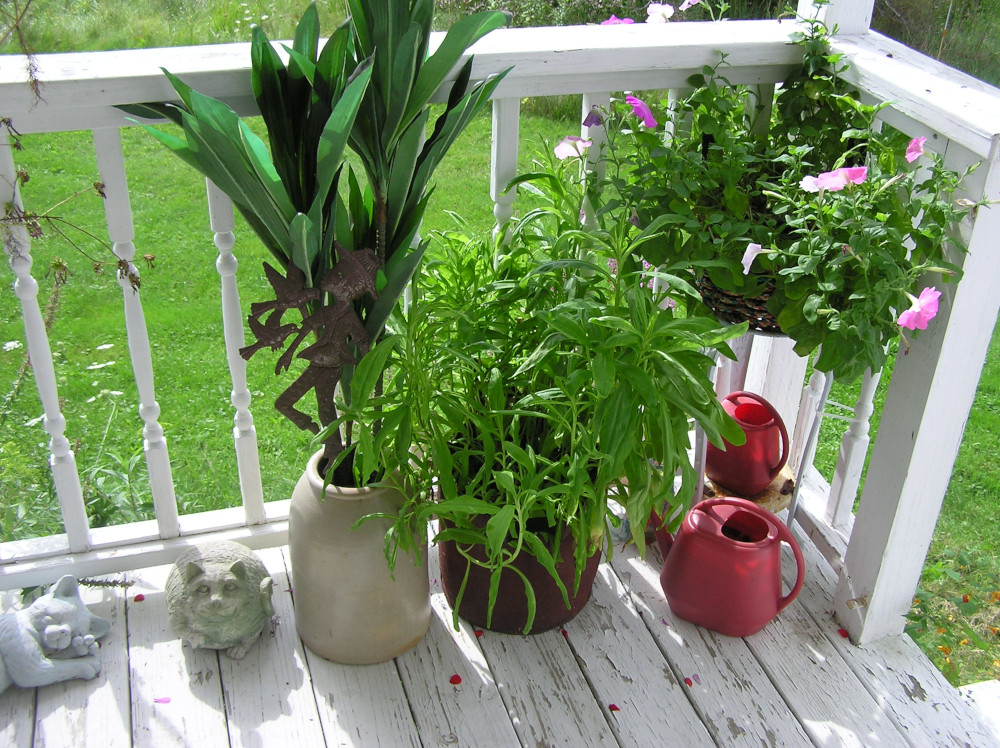 StrawflowersFrontPorch29Aug2023.JPG