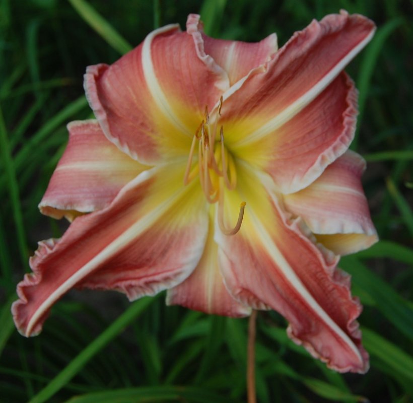striped poly 8:9:14.jpg