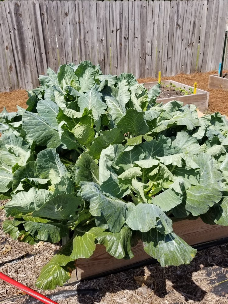 Strong Collard.jpg