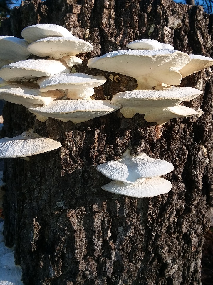 stump.jpg
