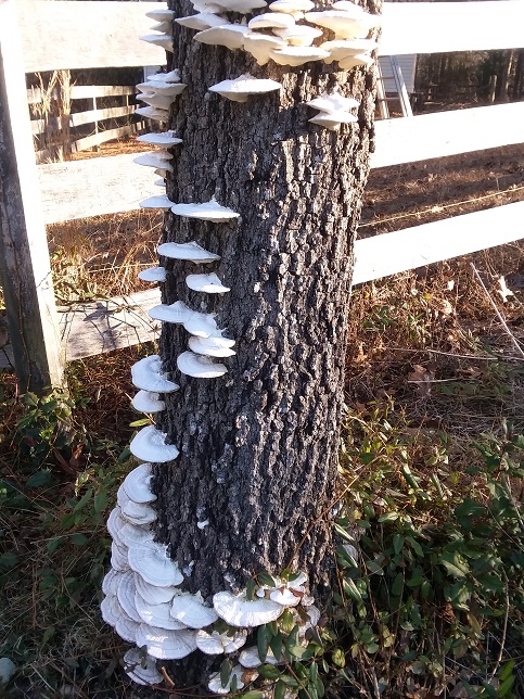 stumpfence.jpg