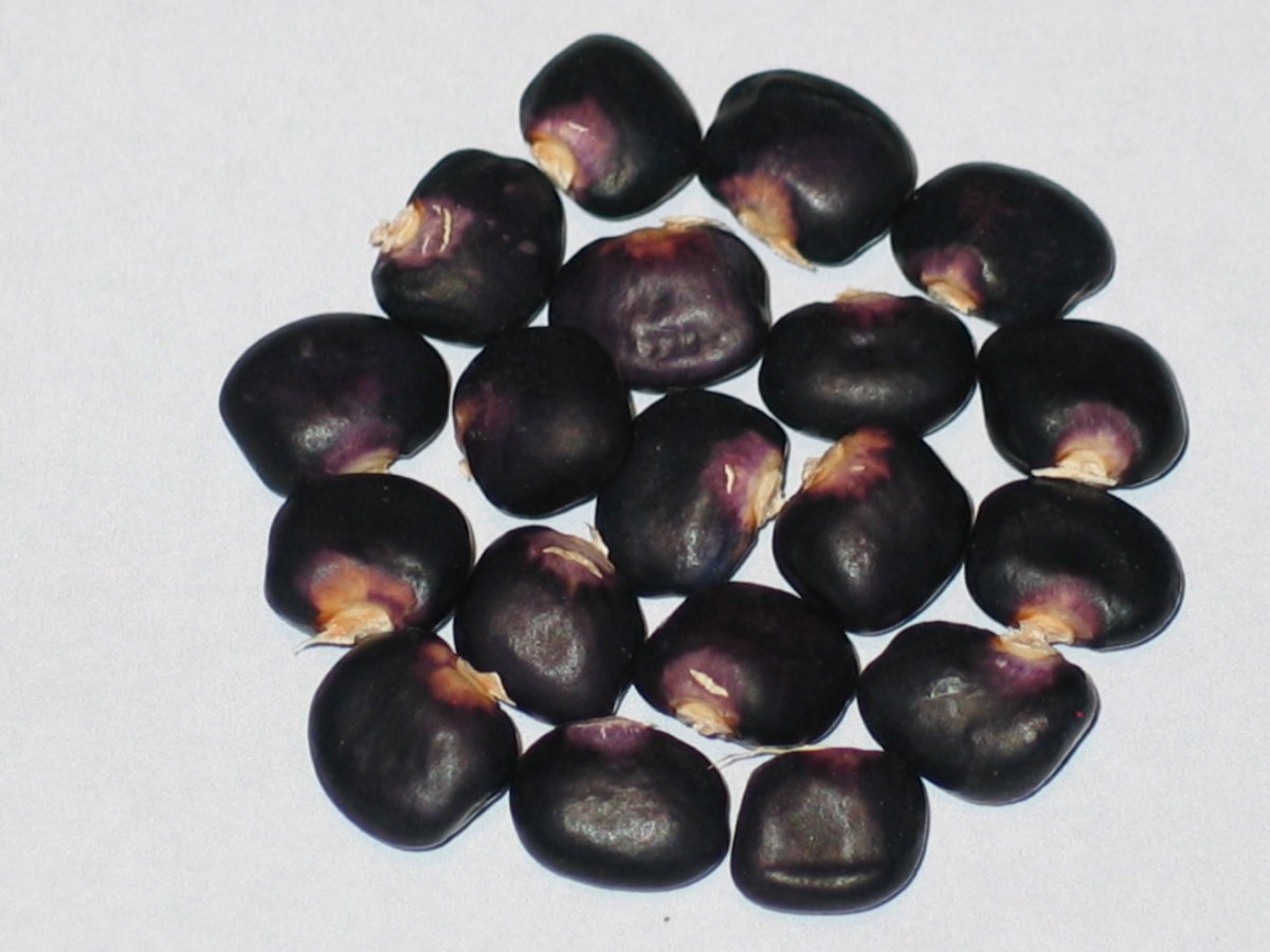 Succotash.JPG