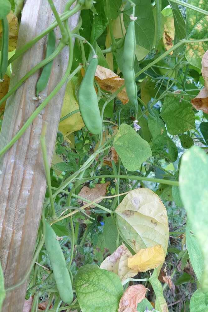 Succotash_DSC_8098~2.JPG