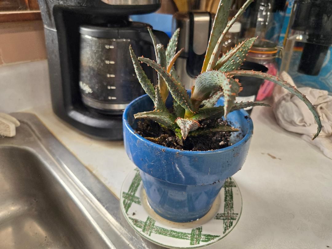 Succulent, clearance at Lowes, 09-13-25.jpg