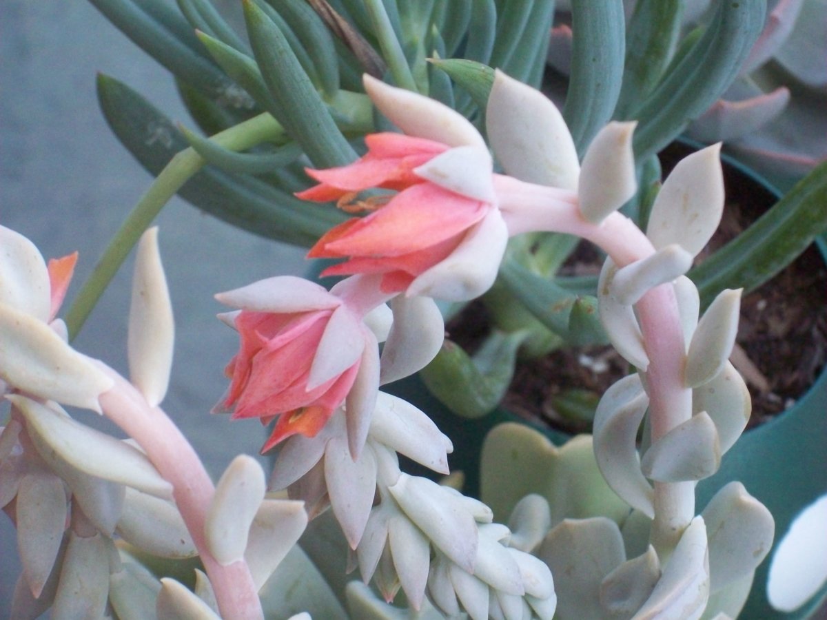 succulents sept 2017 (8).JPG