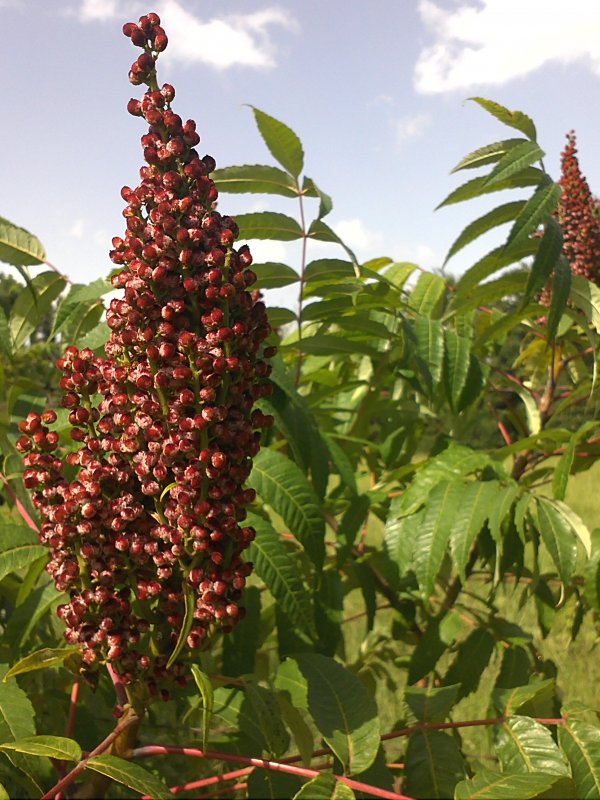 Sumac berries.jpg