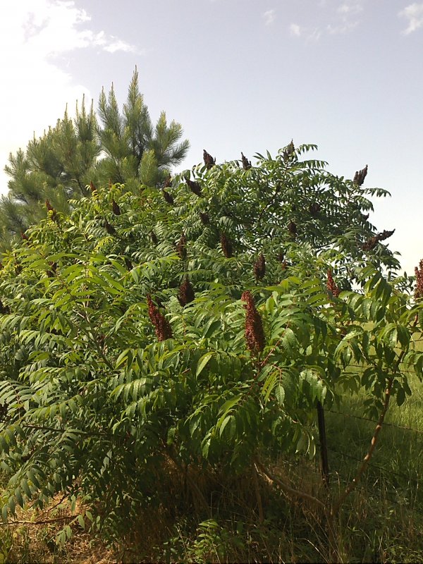 Sumac bush.jpg
