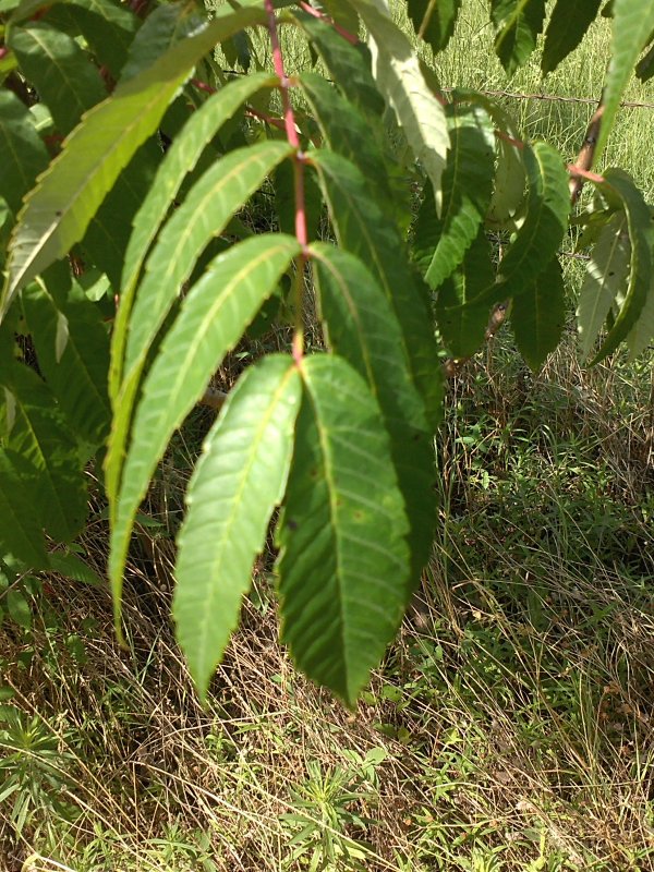 Sumac leaf.jpg