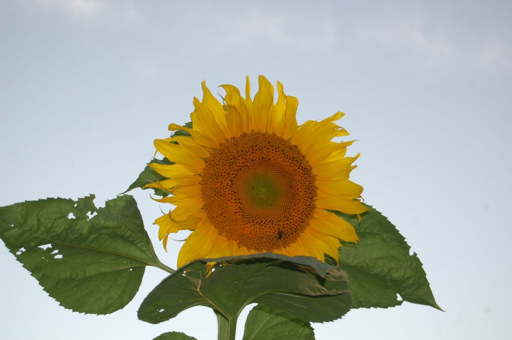 sunflower 2015.jpg