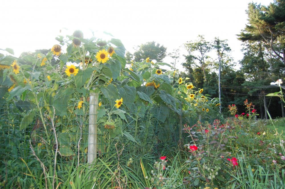 sunflower field.jpg
