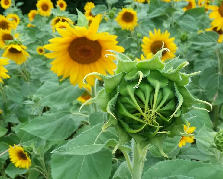 sunflower.jpg