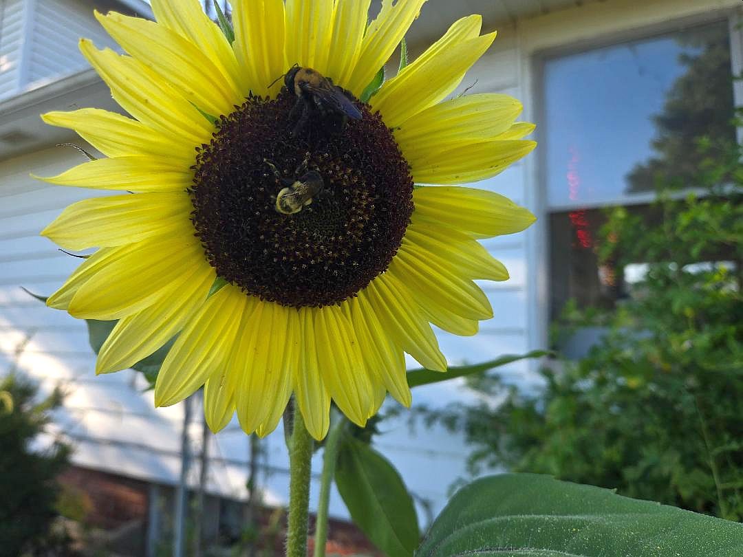SUNFLOWER with bees, 09-06-25.jpg