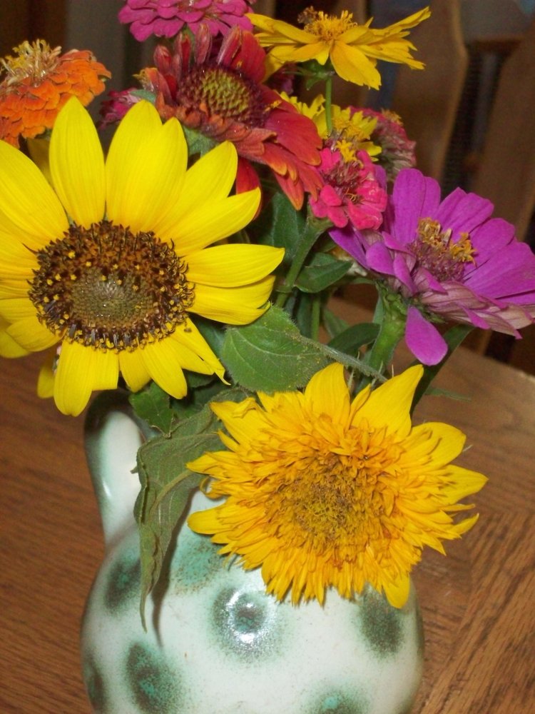 sunflowers and zinnias 9-8-12.JPG