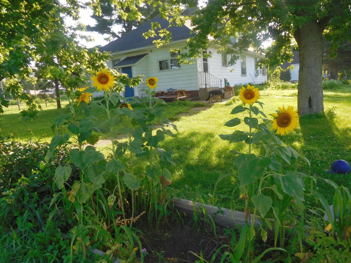 Sunflowers in potato bed, 07-04-19,#1.jpg