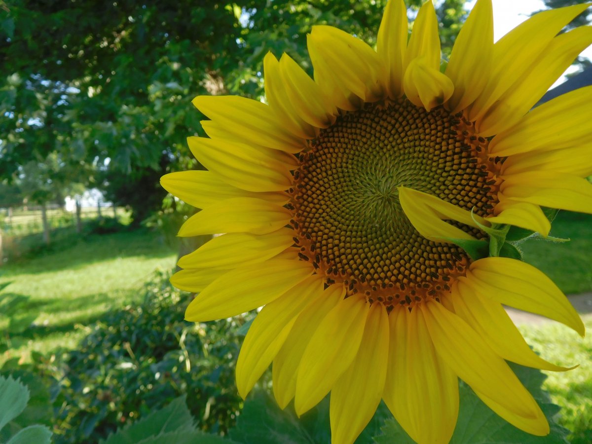 Sunflowers in potato bed, 07-04-19,#2.jpg