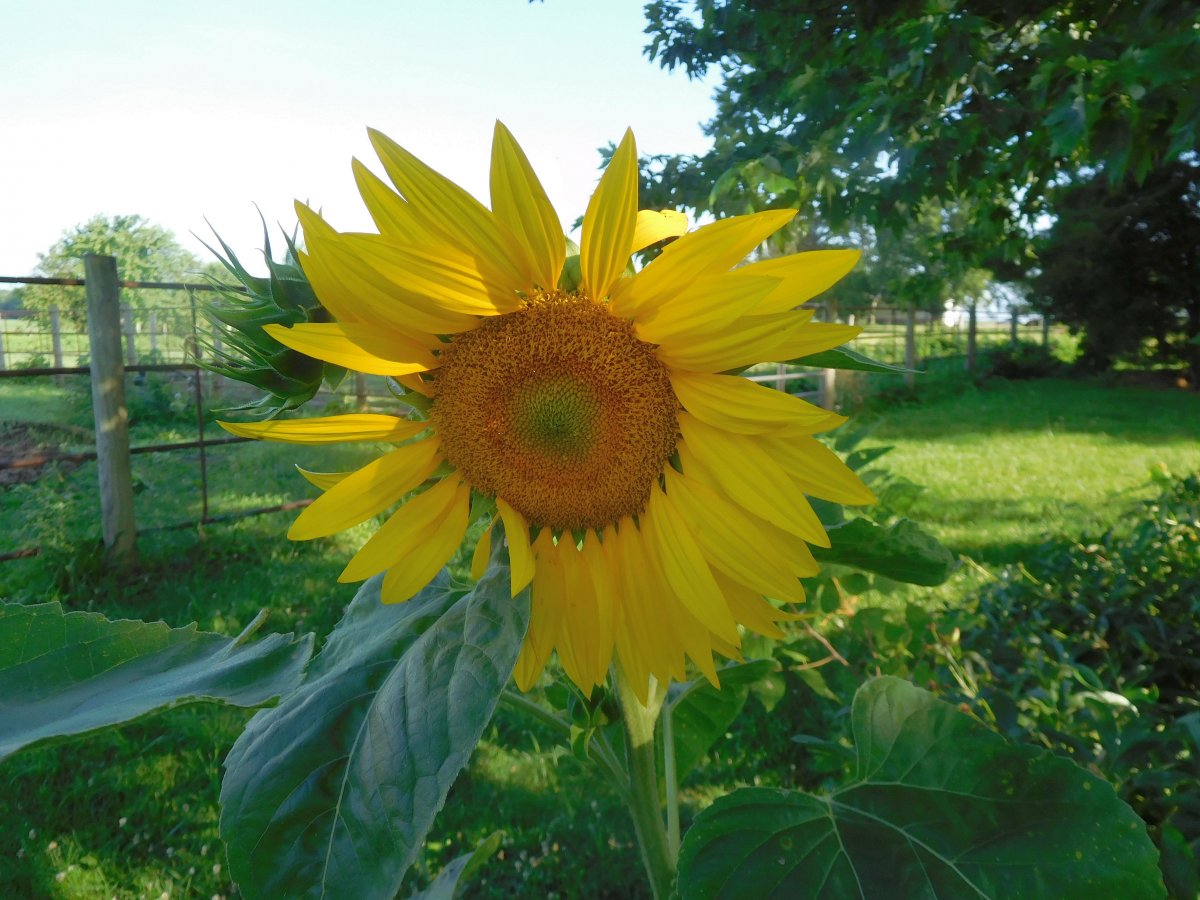Sunflowers in potato bed, 07-04-19,#3.jpg