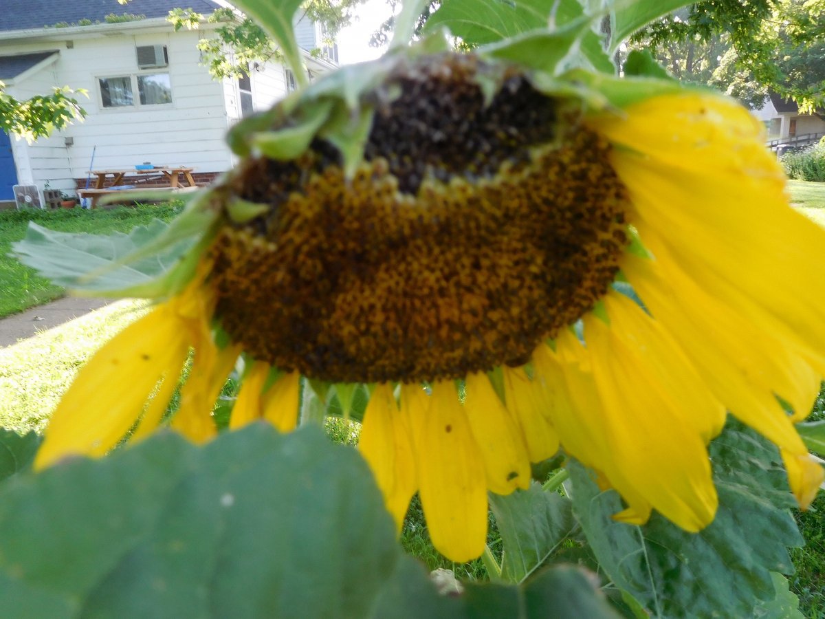 Sunflowers in potato bed, 07-04-19,#4.jpg