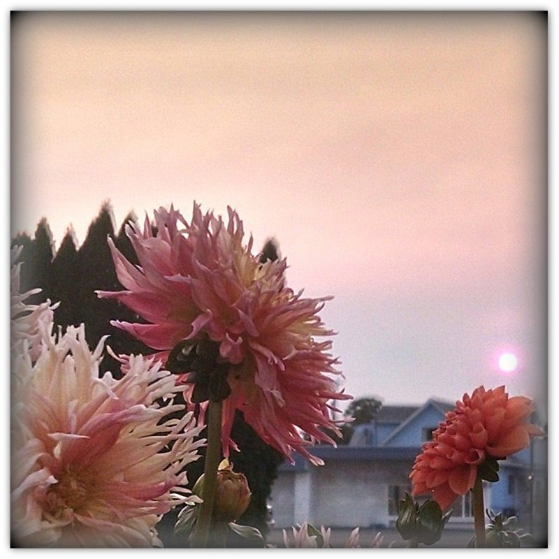 Sunrise thru the Smoke.jpg