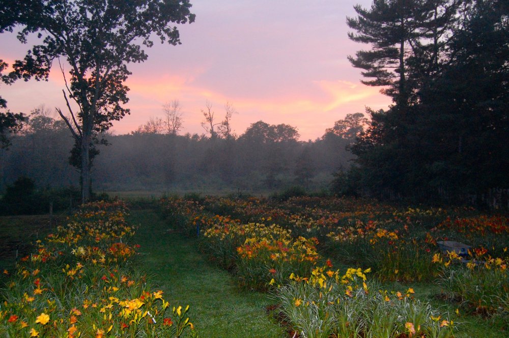 sunset and daylilies.jpg