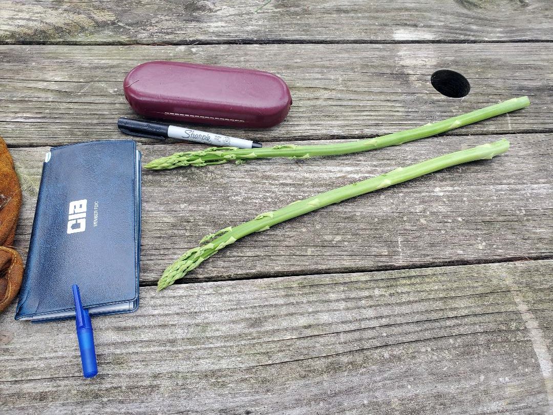 Surprise asparagus, 08-13-23.jpg