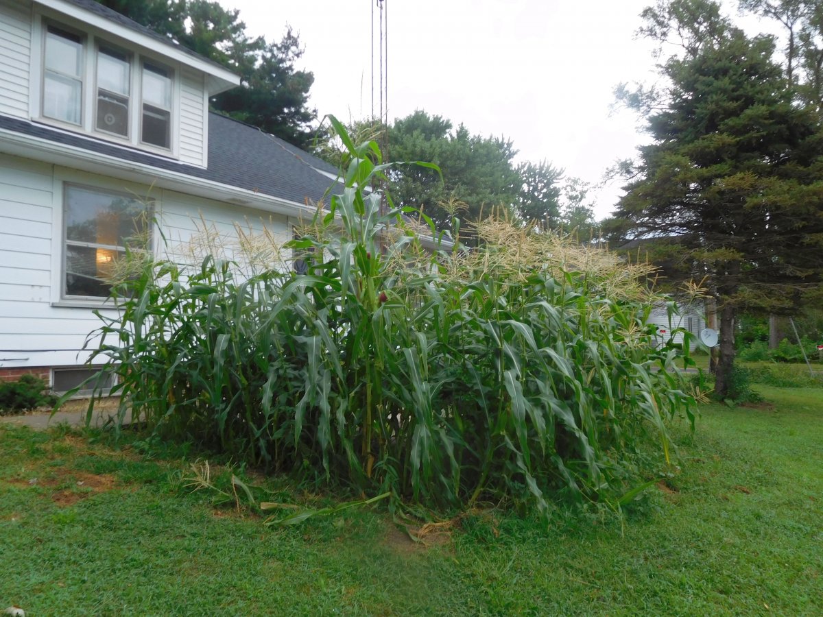 Sweet corn, 08-17-19, #1.jpg