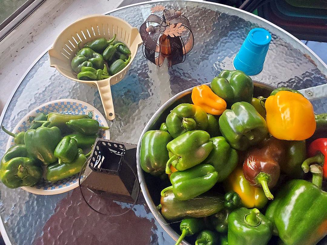 Sweet pepper harvest, 2022.jpg