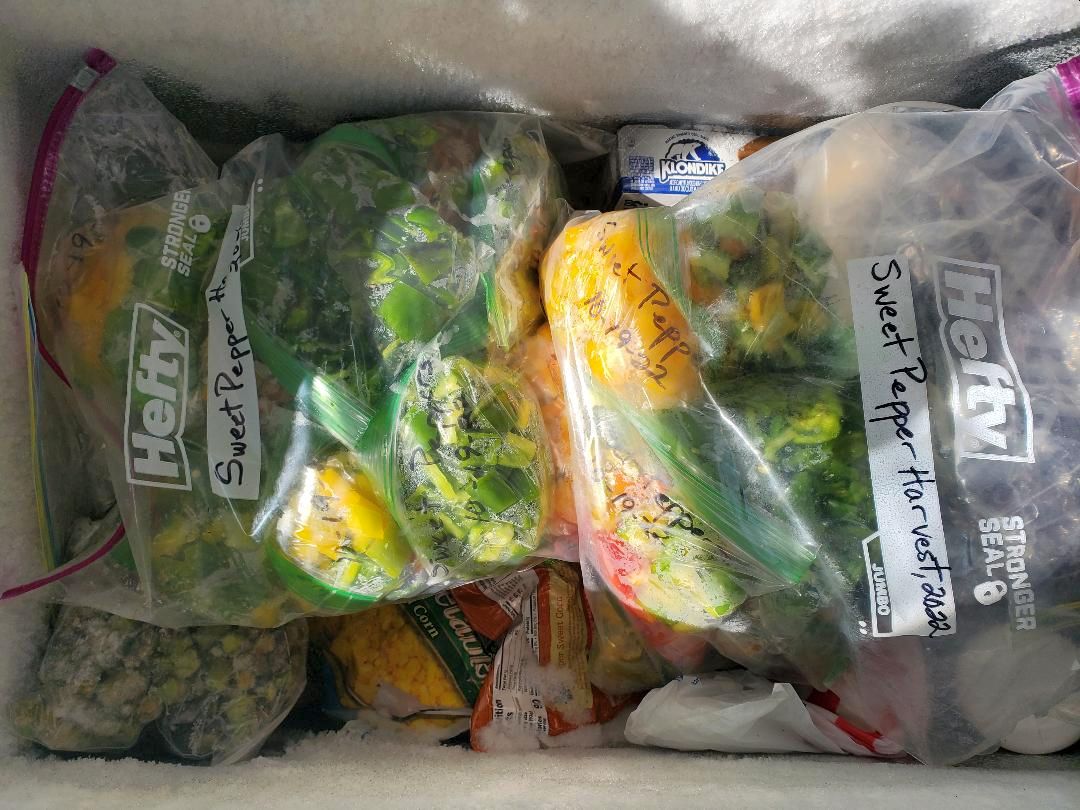 Sweet pepper harvest, frozen 10-19-22.jpg